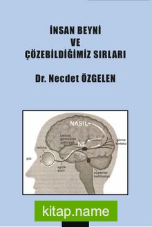 İnsan Beyni ve Çözebildiğimiz Sırları